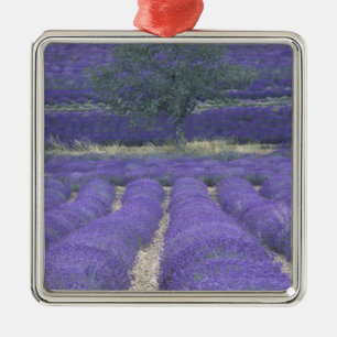Europe, France, Provence, Sault, Lavender fields 2 Metal Ornament