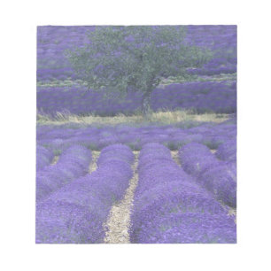 Europe, France, Provence, Sault, Lavender fields 2 Notepad