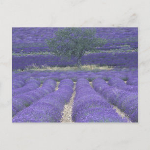 Europe, France, Provence, Sault, Lavender fields 2 Postcard