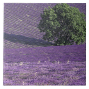 Europe, France, Provence, Sault, Lavender fields Ceramic Tile