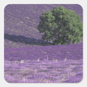 Europe, France, Provence, Sault, Lavender fields Square Sticker