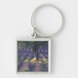 Europe, France, Provence, Sault, Lavender Key Ring