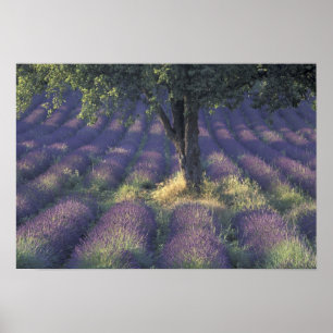 Europe, France, Provence, Sault, Lavender Poster