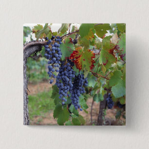 Europe, France, Roussillon. Vineyards, with 15 Cm Square Badge