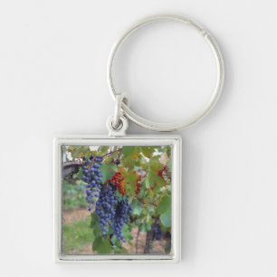 Europe, France, Roussillon. Vineyards, with Key Ring