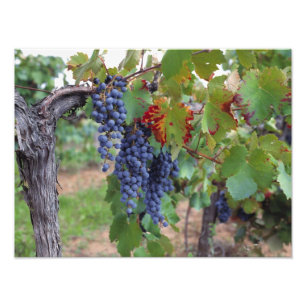 Europe, France, Roussillon. Vineyards, with Photo Print