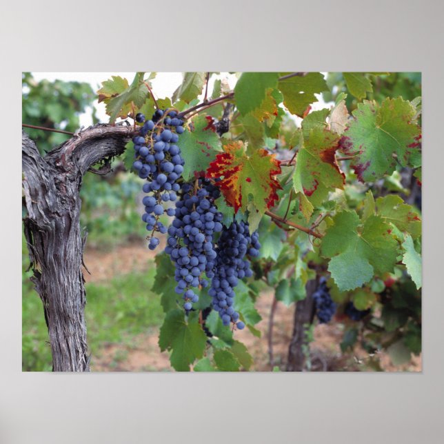Europe, France, Roussillon. Vineyards, with Poster (Front)