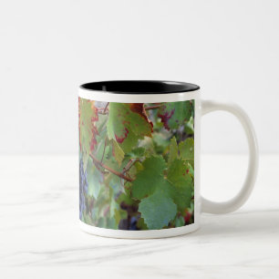 Europe, France, Roussillon. Vineyards, with Two-Tone Coffee Mug