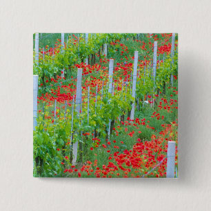 Europe, Italy, Tuscany. Colourful red poppies in 15 Cm Square Badge