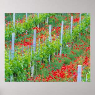 Europe, Italy, Tuscany. Colourful red poppies in Poster