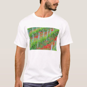 Europe, Italy, Tuscany. Colourful red poppies in T-Shirt