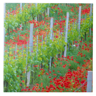 Europe, Italy, Tuscany. Colourful red poppies in Tile