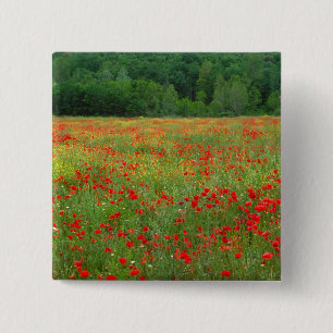 Europe, Italy, Tuscany, red poppies in field. 15 Cm Square Badge