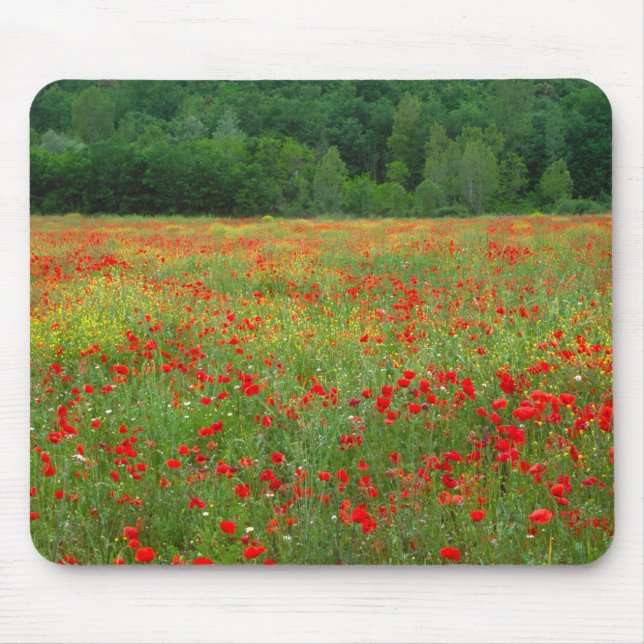 Europe, Italy, Tuscany, red poppies in field. Mouse Pad (Front)