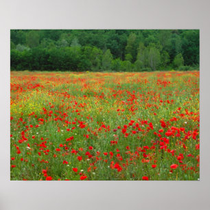 Europe, Italy, Tuscany, red poppies in field. Poster