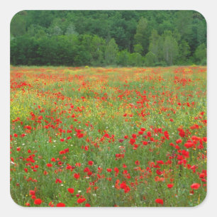 Europe, Italy, Tuscany, red poppies in field. Square Sticker