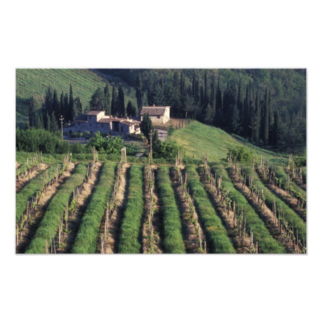 Europe, Italy, Tuscany. Scenic villa cyprus. Photo Print (Front)