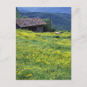 Europe, Italy, Tuscany, Siena, Chianti. Postcard
