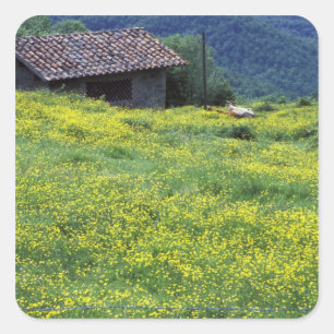 Europe, Italy, Tuscany, Siena, Chianti. Square Sticker