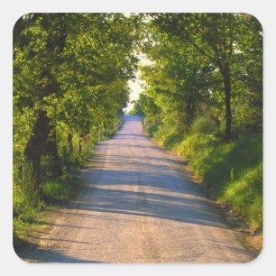 Europe, Italy, Tuscany, tree lined road Square Sticker