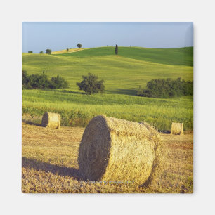 Europe, Italy, Tuscany, Val d'Orcia, Pienza - Magnet