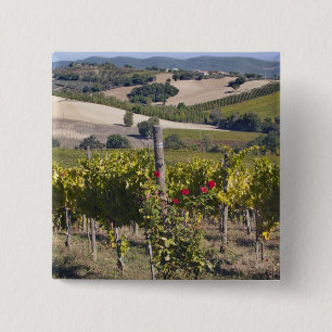 Europe, Italy, Umbria, near Montefalco, Vineyard 15 Cm Square Badge