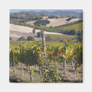 Europe, Italy, Umbria, near Montefalco, Vineyard Magnet