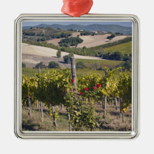 Europe, Italy, Umbria, near Montefalco, Vineyard Metal Ornament