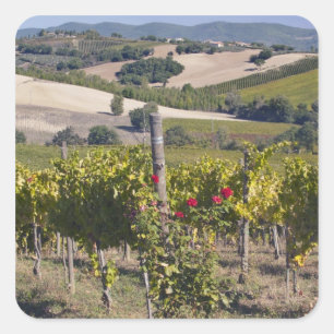 Europe, Italy, Umbria, near Montefalco, Vineyard Square Sticker