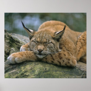 Europe �_Lux, Eurasian lynx (Lynx Poster