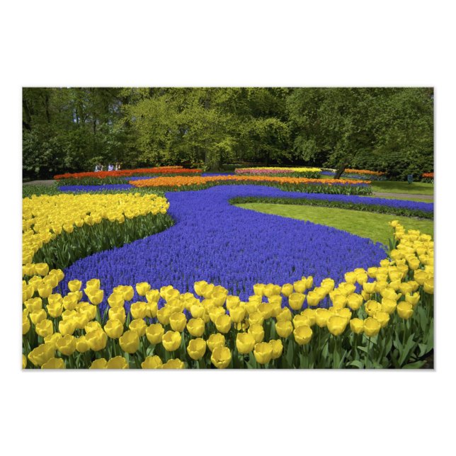 Europe, Netherlands, Holland, Lisse, Keukenhof Photo Print (Front)