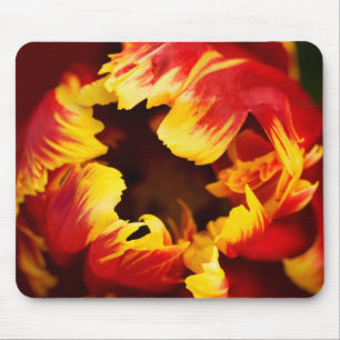 Europe, Netherlands, Lisse. Parrot tulip Mouse Pad