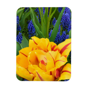 Europe, Netherlands, Lisse. Tulips Magnet