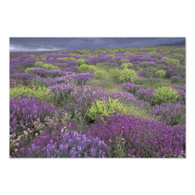 Europe, Turkey, Cappadocia. Rural landscape 3 Photo Print (Front)