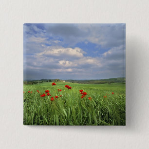 Europe, Tuscany, Poggiolo. Red poppies sway 15 Cm Square Badge