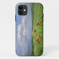 Europe, Tuscany, Poggiolo. Red poppies sway