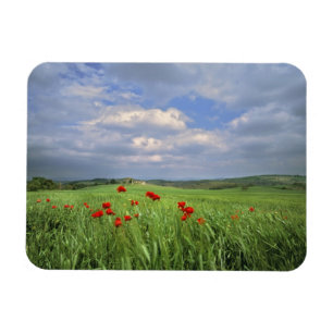 Europe, Tuscany, Poggiolo. Red poppies sway Magnet
