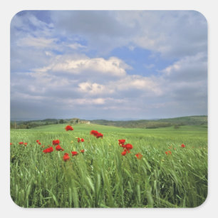 Europe, Tuscany, Poggiolo. Red poppies sway Square Sticker