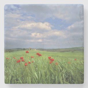 Europe, Tuscany, Poggiolo. Red poppies sway Stone Coaster