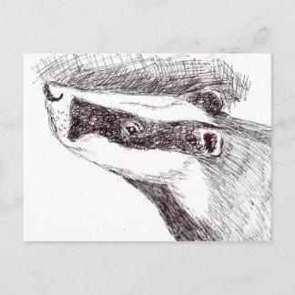 European Badger (a455) Postcard