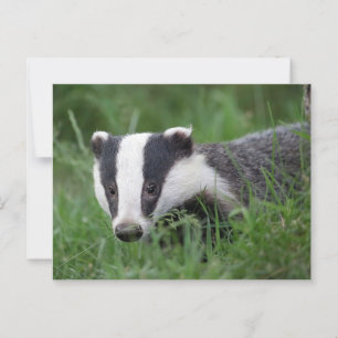 European Badger postcard