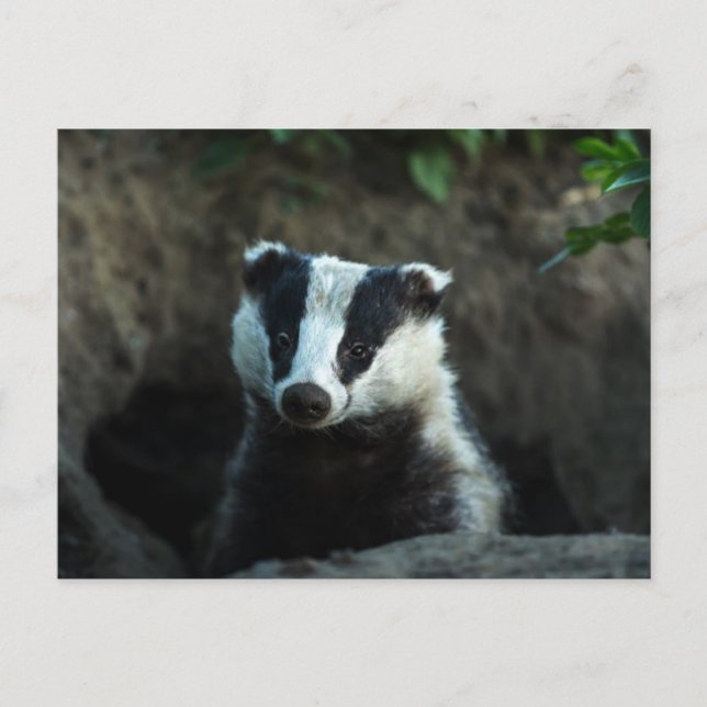 European Badger Postcard (Front)
