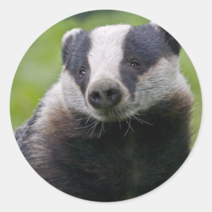 European Badger Sticker