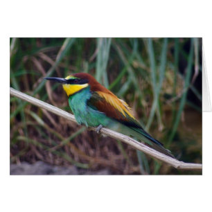 European Bee-eater