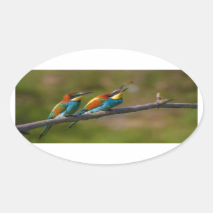 European Bee Eater Birds in Ariège France Oval Sticker