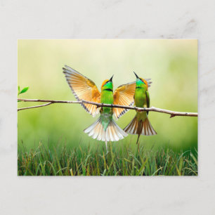 European Bee-Eater Colourful Bird  Postcard