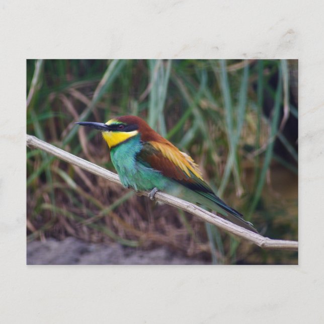 European Bee-eater Postcard (Front)