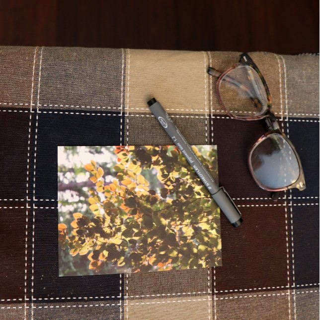 European Beech Tree Postcard (Creator Uploaded)