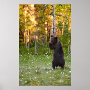 European brown bear hugging tree poster