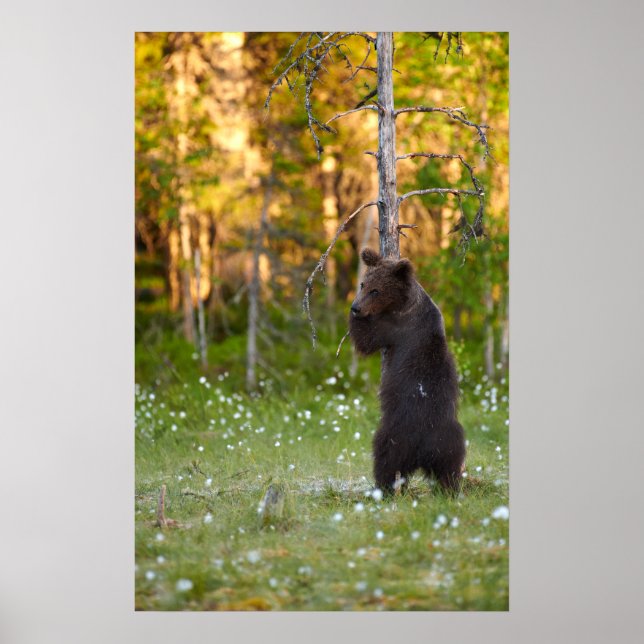 European brown bear hugging tree poster (Front)